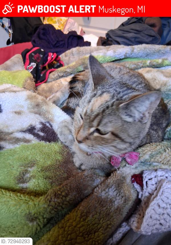 Lost Female Cat last seen Near fair ave, Muskegon, MI 49441