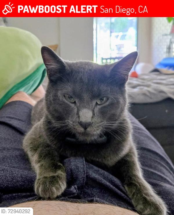 Lost Male Cat last seen Murray ridge park, San Diego, CA 92123