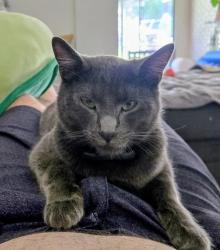 Lost Male Cat last seen Murray ridge park, San Diego, CA 92123