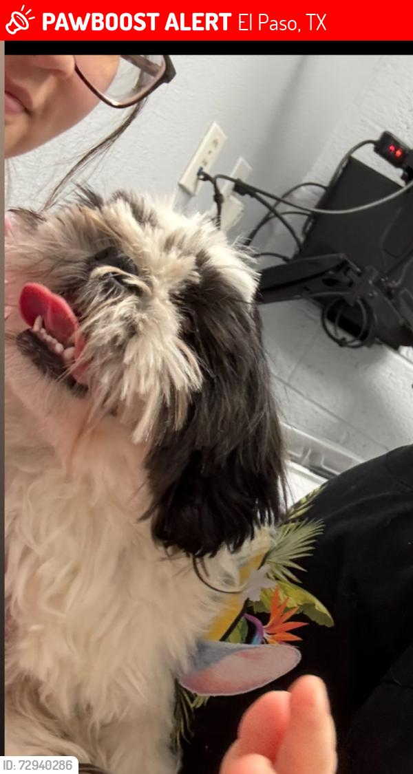 Lost Male Dog last seen Near pollard st, El Paso, TX 79904