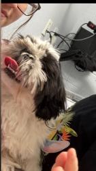 Lost Male Dog last seen Near pollard st, El Paso, TX 79904