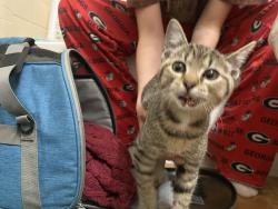 Found/Stray Unknown Cat last seen Arab Church of Christ , Arab, AL 35016