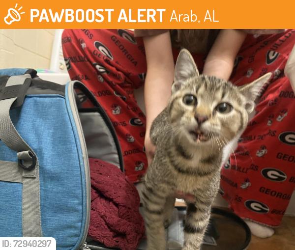 Found/Stray Unknown Cat last seen Arab Church of Christ , Arab, AL 35016