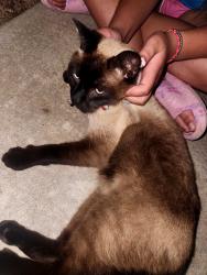 Found/Stray Unknown Cat last seen Ranchwood/wagner, Yukon, OK 73099