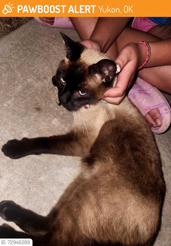 Found/Stray Unknown Cat last seen Ranchwood/wagner, Yukon, OK 73099
