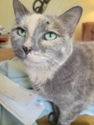 Lost Female Cat last seen Skinner Ave & Owego, Painesville, OH 44077