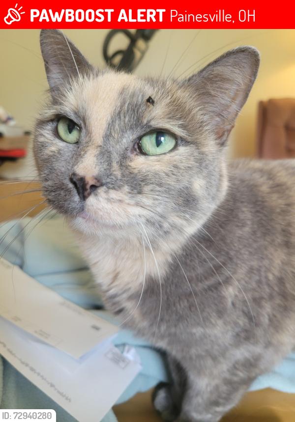 Lost Female Cat last seen Skinner Ave & Owego, Painesville, OH 44077