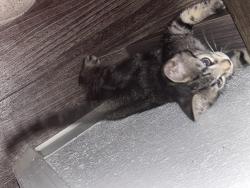 Lost Male Cat last seen Intown Suites Roswell Rd,BP,Chick -Fill-A m, Waffle hse, Marietta, GA 30062