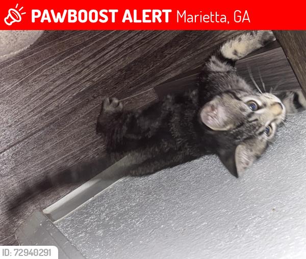 Lost Male Cat last seen Intown Suites Roswell Rd,BP,Chick -Fill-A m, Waffle hse, Marietta, GA 30062