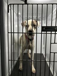 Shelter Stray Male Dog last seen HOLIDAY WAY/ FOUNTAIN LN, 95660, Sacramento, CA 95827