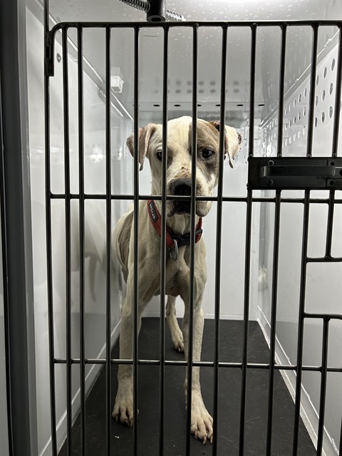 Shelter Stray Male Dog last seen HOLIDAY WAY/ FOUNTAIN LN, 95660, Sacramento, CA 95827