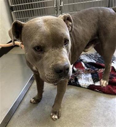 Shelter Stray Male Dog last seen Near BLOCK E WASHINGTON AVE, FRESNO CA 93702 2247, Fresno, CA 93727