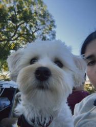 Reunited Male Dog last seen Santa Ana, CA 92704, USA, Santa Ana, CA 92704