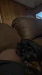 Reunited Male Dog last seen Norwood Lane in Sam Harrell rd, Florence, SC 29506