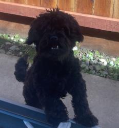 Lost Male Dog last seen El verano ct Merced CA, Merced, CA 95341