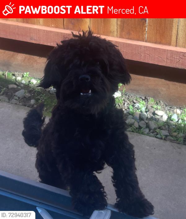 Lost Male Dog last seen El verano ct Merced CA, Merced, CA 95341