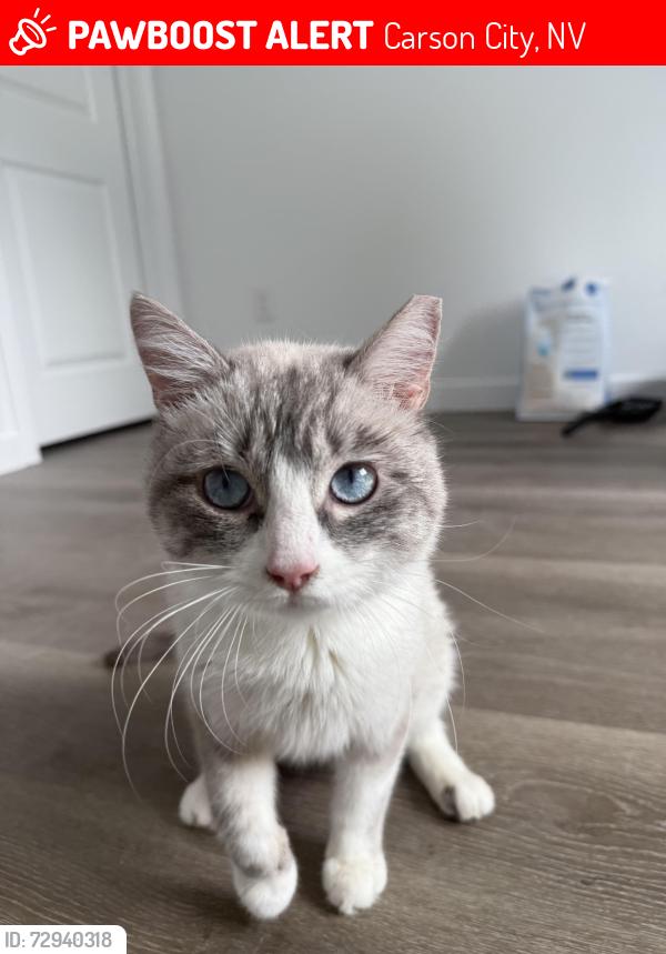 Lost Male Cat last seen Capital crossing neighborhood behind Carson high, Carson City, NV 89703