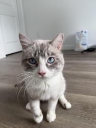 Lost Male Cat last seen Capital crossing neighborhood behind Carson high, Carson City, NV 89703