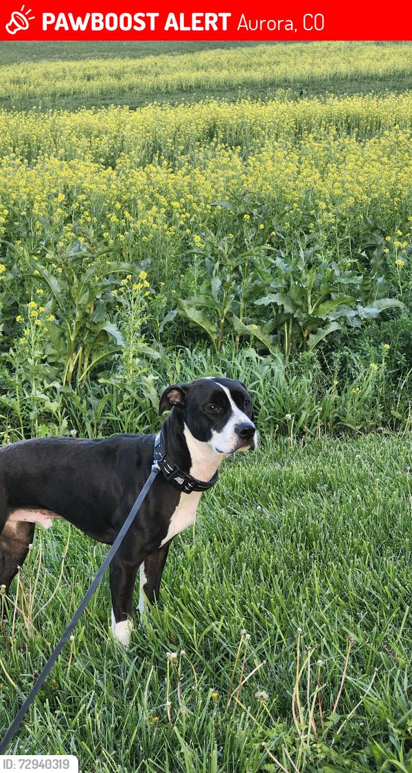 Lost Male Dog last seen TA truck stop., Aurora, CO 80011