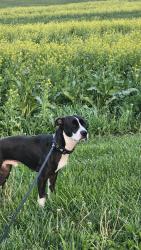 Lost Male Dog last seen TA truck stop., Aurora, CO 80011