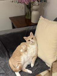 Lost Male Cat last seen Arnold Circus, Greater London, England E2 7JE