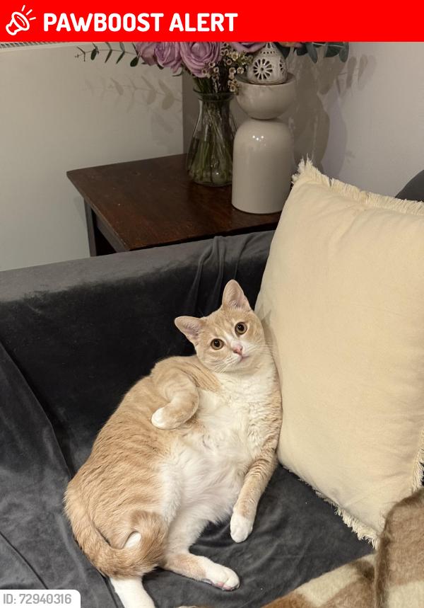 Lost Male Cat last seen Arnold Circus, Greater London, England E2 7JE
