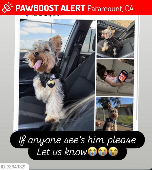 Lost Male Dog last seen Paramount , Paramount, CA 90805