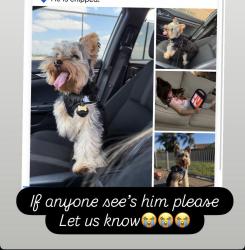 Lost Male Dog last seen Paramount , Paramount, CA 90805