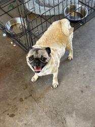 Lost Female Dog last seen Cathay st, Aurora, CO 80011