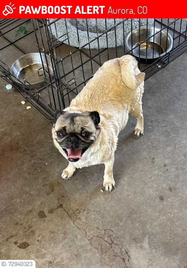 Lost Female Dog last seen Cathay st, Aurora, CO 80011