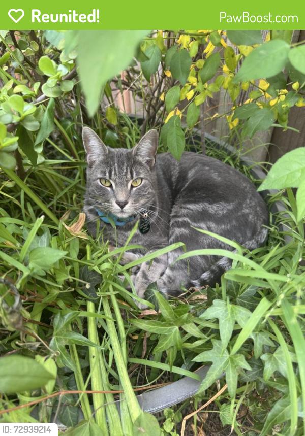 Reunited Male Cat last seen Gushue St, Hayward, CA 94544, USA, Hayward, CA 94544