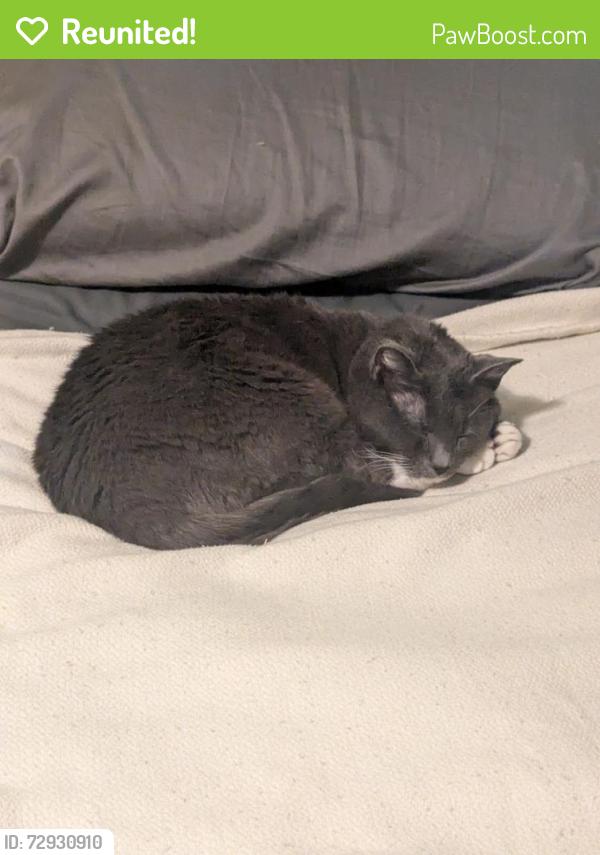 Reunited Male Cat last seen Caldwell Dr and Sunnyside, Concord, NC 28025