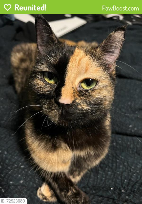 Reunited Female Cat last seen Winding Way & San Juan Ave, Fair Oaks, CA 95628
