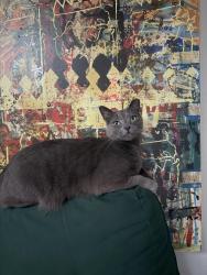 Lost Male Cat last seen Old Frontier Rd. NW, Silverdale, WA 98383