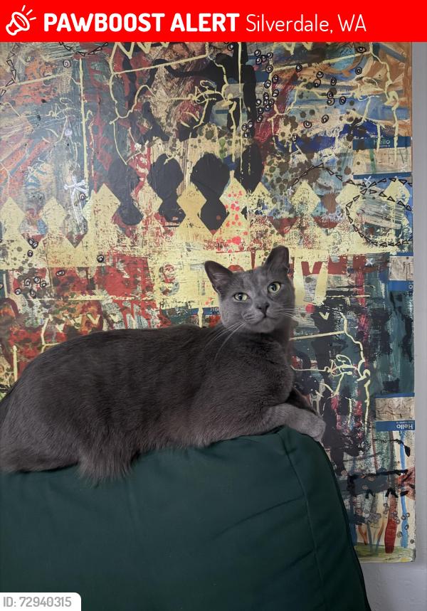 Lost Male Cat last seen Old Frontier Rd. NW, Silverdale, WA 98383