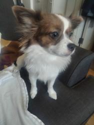 Lost Female Dog last seen The meat market on lombard , Portland, OR 97203