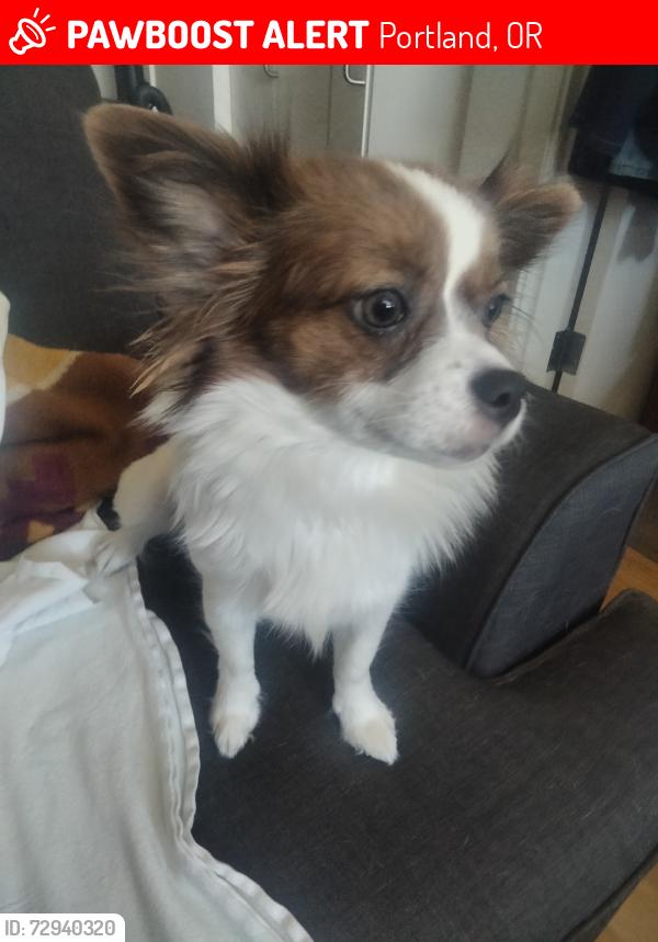 Lost Female Dog last seen The meat market on lombard , Portland, OR 97203