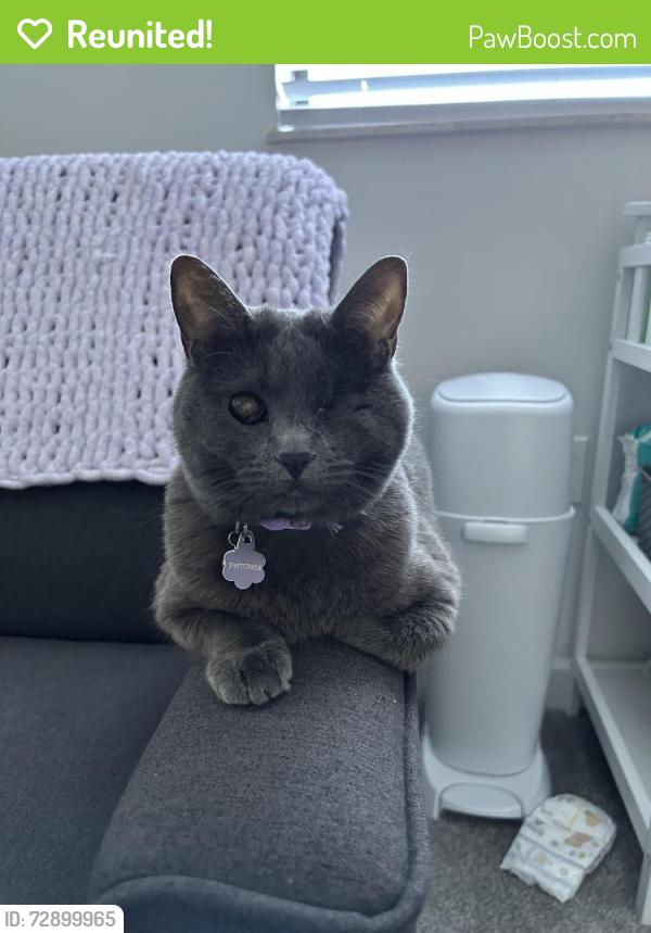 Reunited Female Cat last seen kitridge rd, mariner dr, mystic drive., Dayton, OH 45424