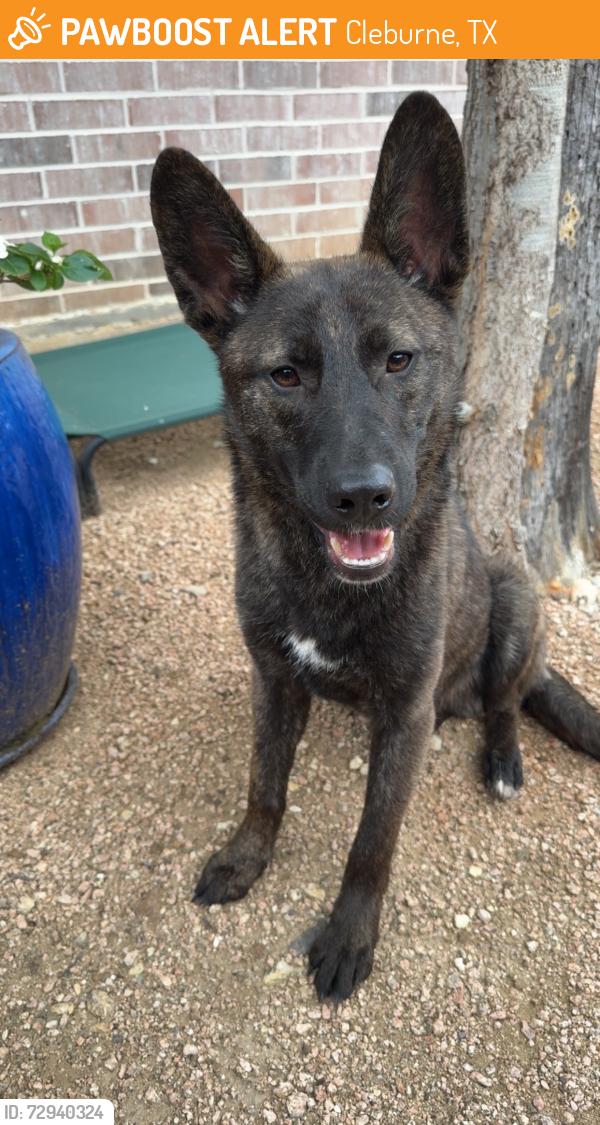 Found/Stray Male Dog last seen Lake Pat Cleburne , Cleburne, TX 76033