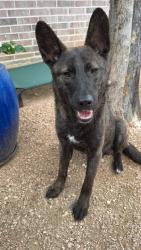 Found/Stray Male Dog last seen Lake Pat Cleburne , Cleburne, TX 76033