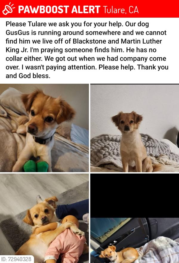 Lost Male Dog last seen Blackstone and Martin Luther King Jr, Tulare, CA 93274
