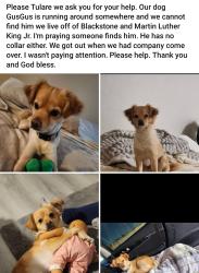 Lost Male Dog last seen Blackstone and Martin Luther King Jr, Tulare, CA 93274