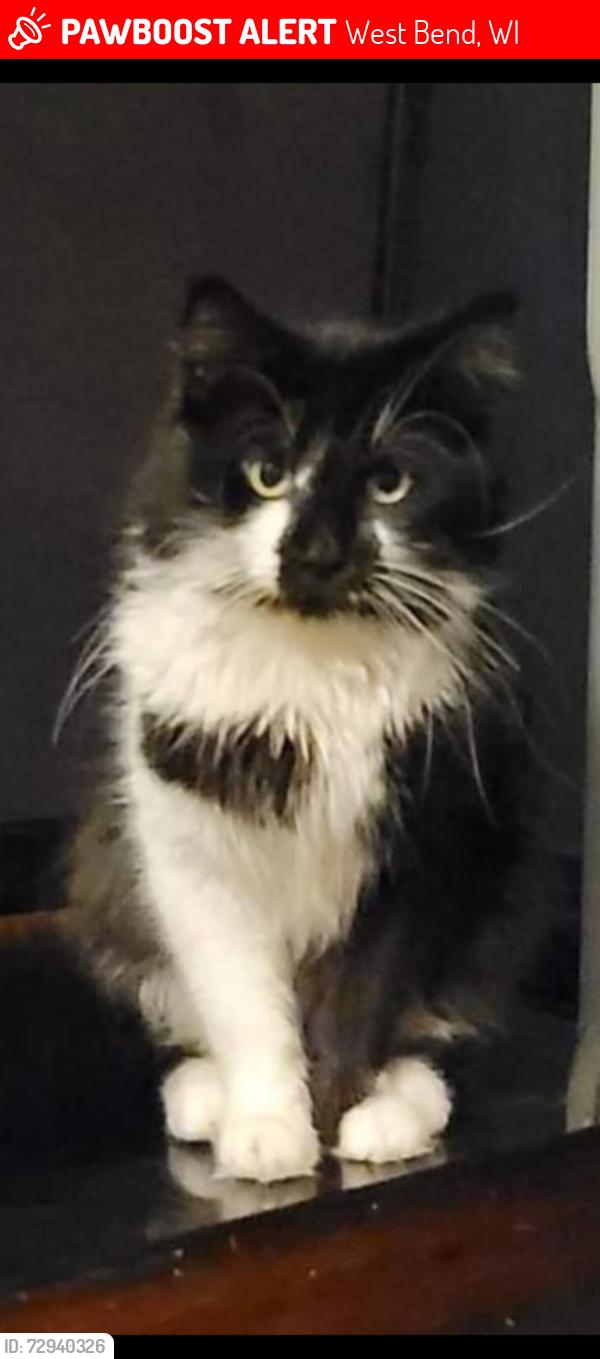 Lost Male Cat last seen N 13th ave west bend Wisconsin , West Bend, WI 53090