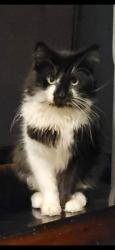 Lost Male Cat last seen N 13th ave west bend Wisconsin , West Bend, WI 53090