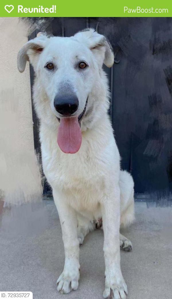 Reunited Male Dog last seen hurley street, South San Jose Hills, CA 91744