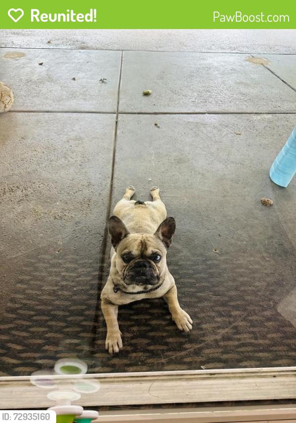 Reunited Male Dog last seen Border and Emerson dr , Corona, CA 92882