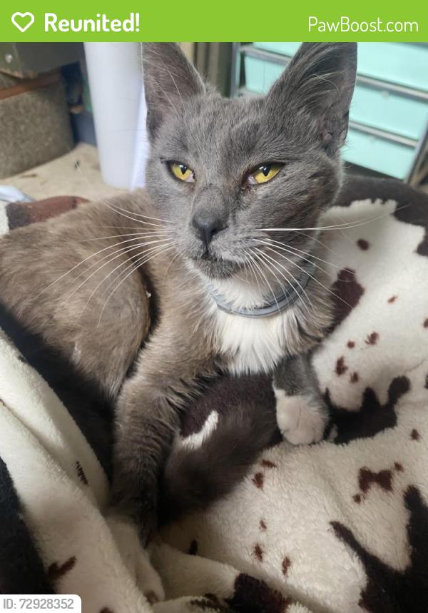 Reunited Unknown Cat last seen La Palma ave and Brookhurst, Anaheim, CA 92806