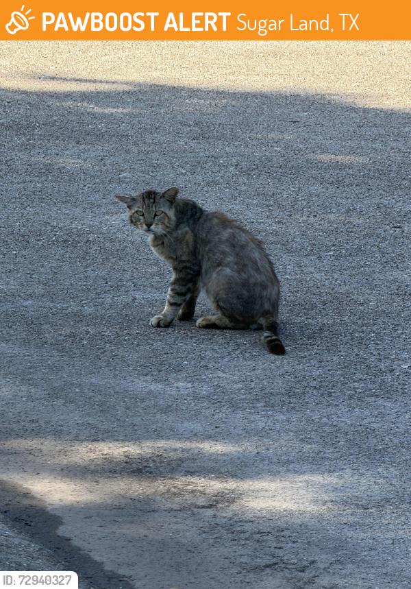 Found/Stray Unknown Cat last seen Kingsbridge, Sugar Land, TX 77498