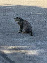 Found/Stray Unknown Cat last seen Kingsbridge, Sugar Land, TX 77498