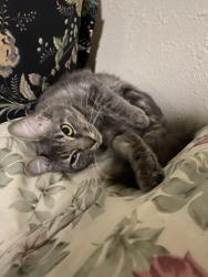 Lost Female Cat last seen Auldine Dr and Westby Ln, San Antonio, TX 78230